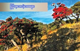 မြန်မာ့ဘေးမဲ့တောများ 